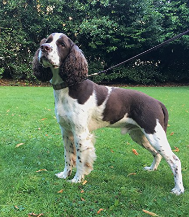 Laisse pour chien_-_ClassyLeather_-_Chien_avec_laisse