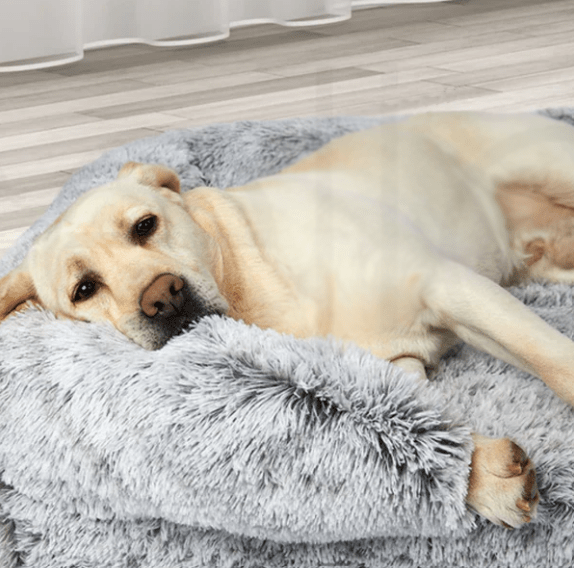 Canapé pour Chien - SquareDogCouch™ - Turquoise - Mr Chien