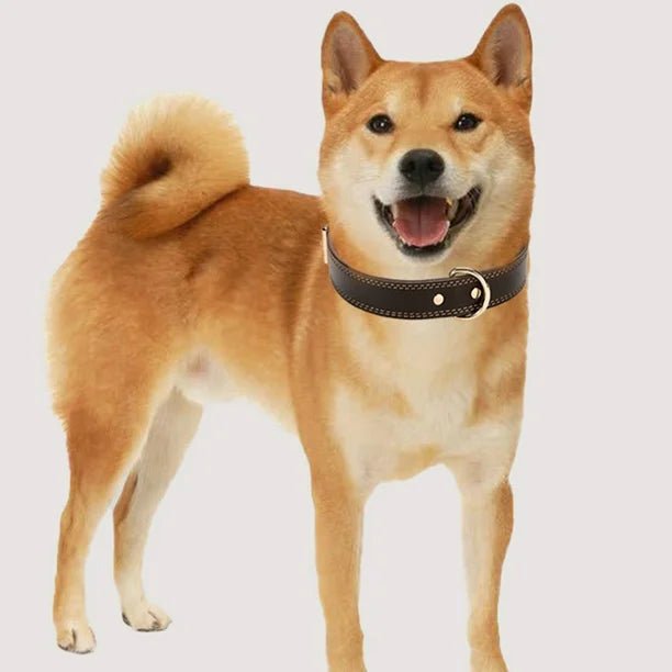 Collier pour chien - ClassyLeather™ - Noir - Mr Chien