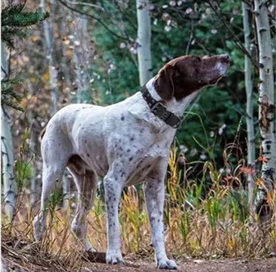 Collier pour chien - K9™ - Camouflage - Mr Chien