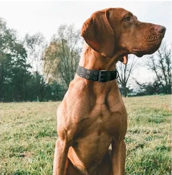 Collier pour chien - K9™ - Vert - Mr Chien