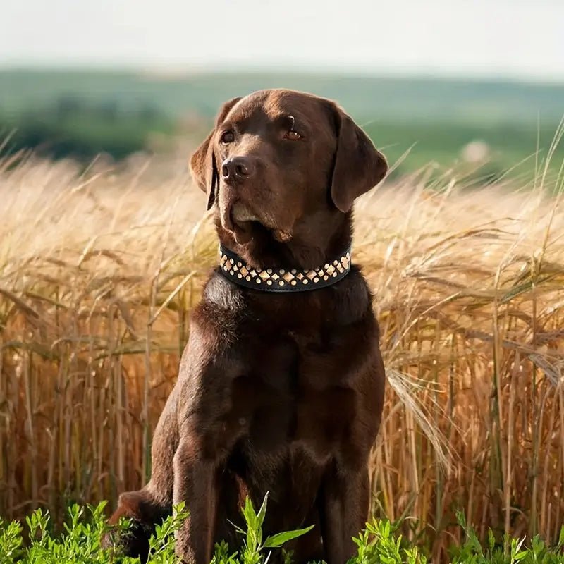 Collier pour chien - NoBite™ - Noir - Mr Chien