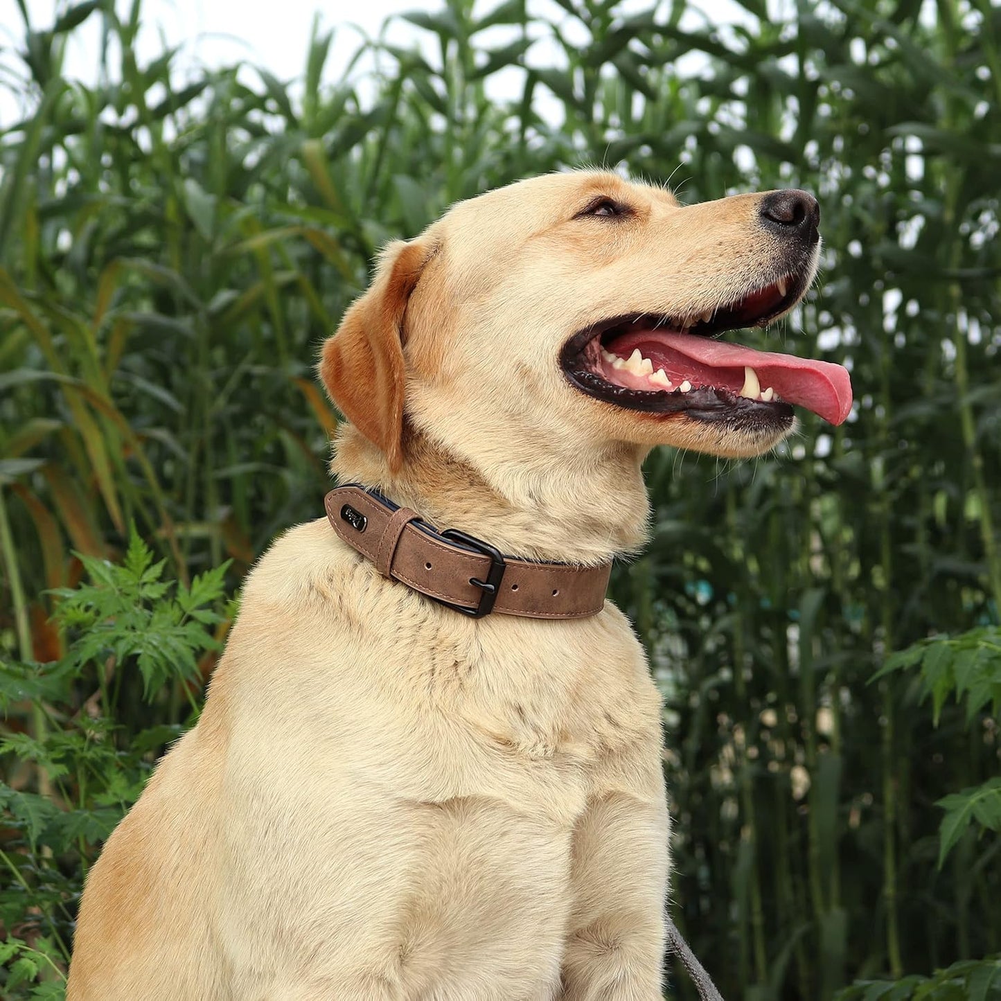 Collier pour chien - Pastel™ - Camel - Mr Chien