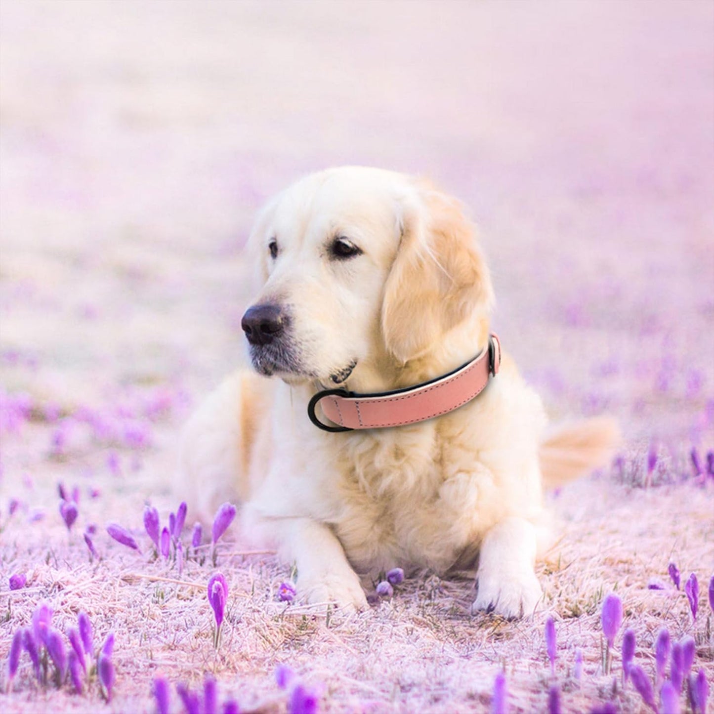 Collier pour chien - Pastel™ - Saumon - Mr Chien