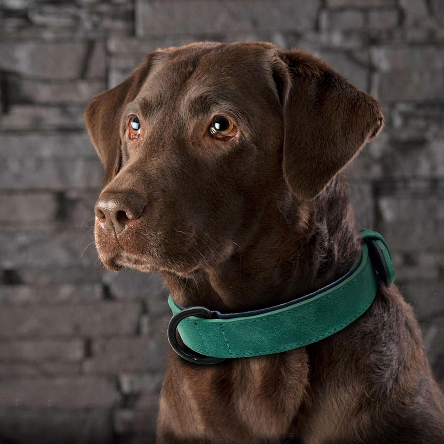 Collier pour chien - Pastel™ - Vert - Mr Chien