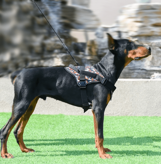 Harnais Chien - CrossArmy™ - Armee Bleu - Mr Chien
