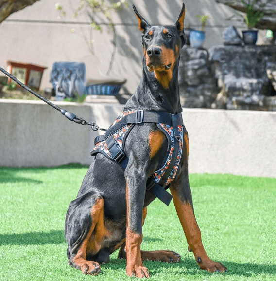 Harnais Chien - CrossArmy™ - Armee Rouge - Mr Chien