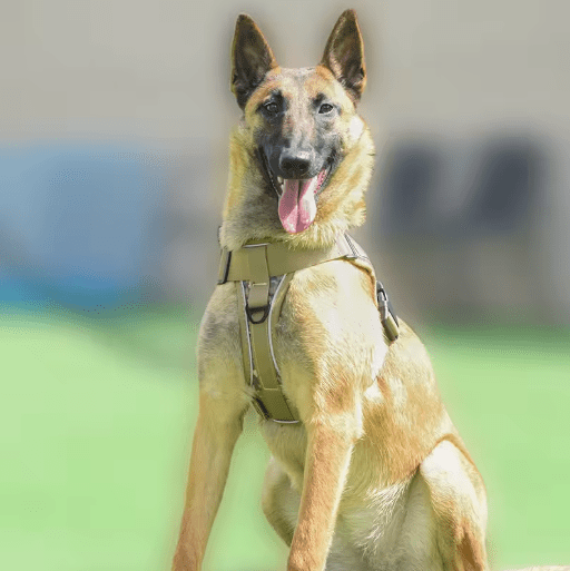 Harnais Chien - CrossArmy™ - Armee Vert - Mr Chien
