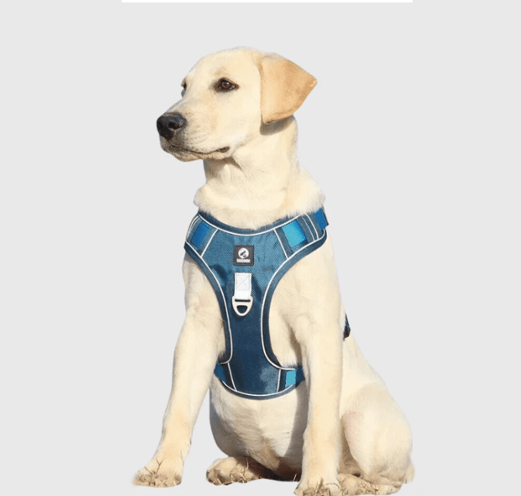 Harnais Chien - Oxfordâą - Bleu - Mr Chien