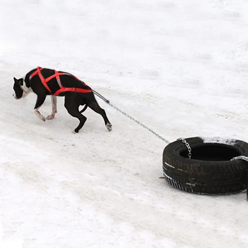 Harnais Chien - TractionKingâą - Rouge - Mr Chien