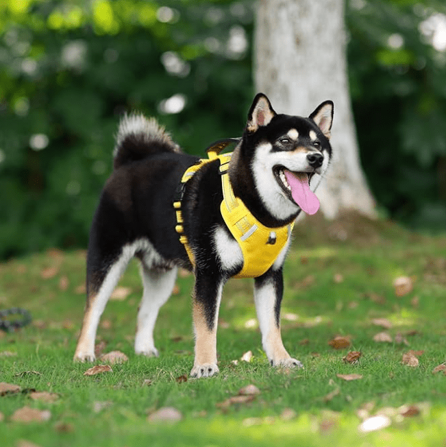 Harnais Chien - Y - holdâą - Jaune - Mr Chien