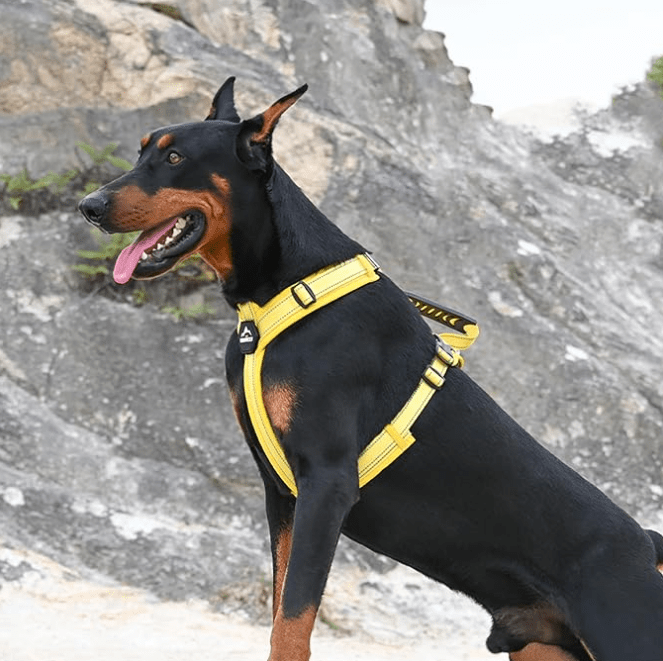 Harnais Chien - Y - holdâą - Jaune - Mr Chien