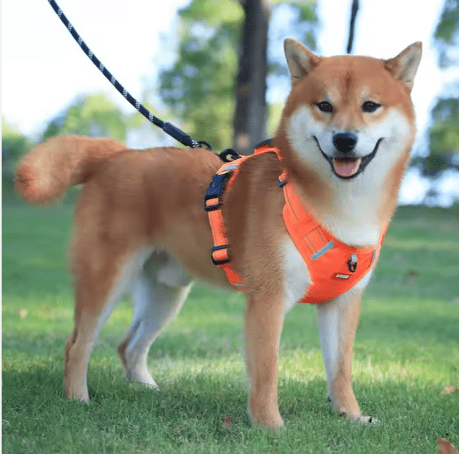 Harnais Chien - Y - holdâą - Orange - Mr Chien