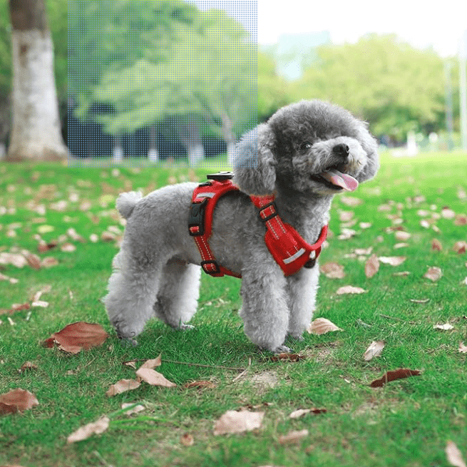 Harnais Chien - Y - holdâą - Rouge - Mr Chien