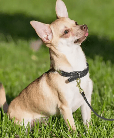 Laisse pour chien - ClassyLeather™ - Cuir Marron - Mr Chien