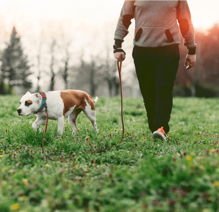 Laisse pour chien - Nylongâą - Orange - Mr Chien