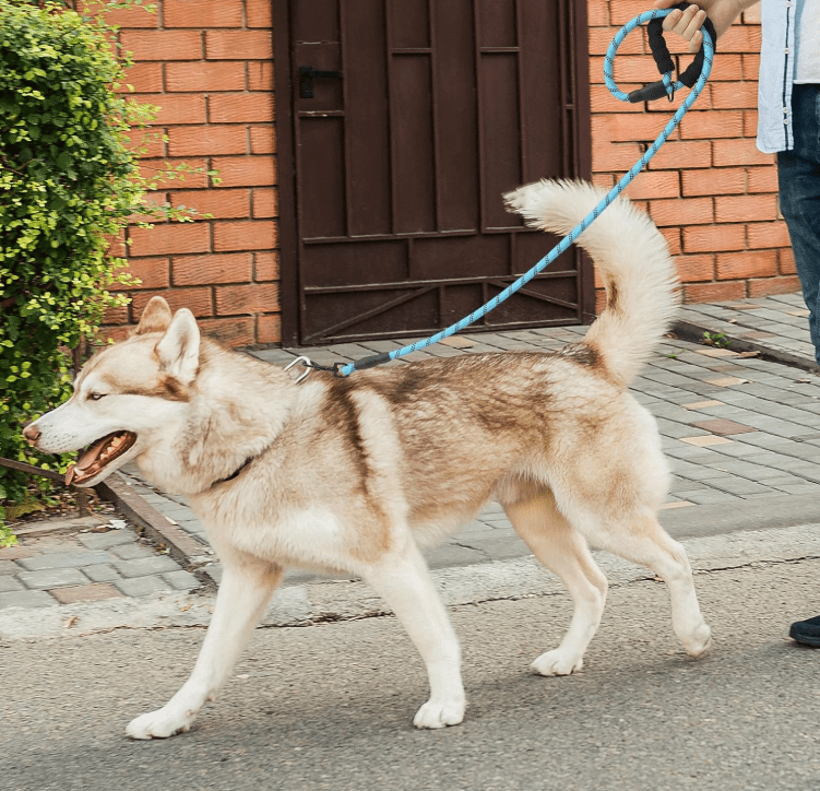 Laisse pour chien - StrongLeash™ - Bleu - Mr Chien