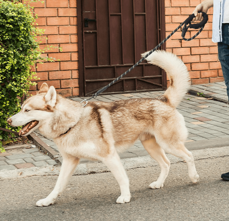 Laisse pour chien - StrongLeash™ - Noir - Mr Chien