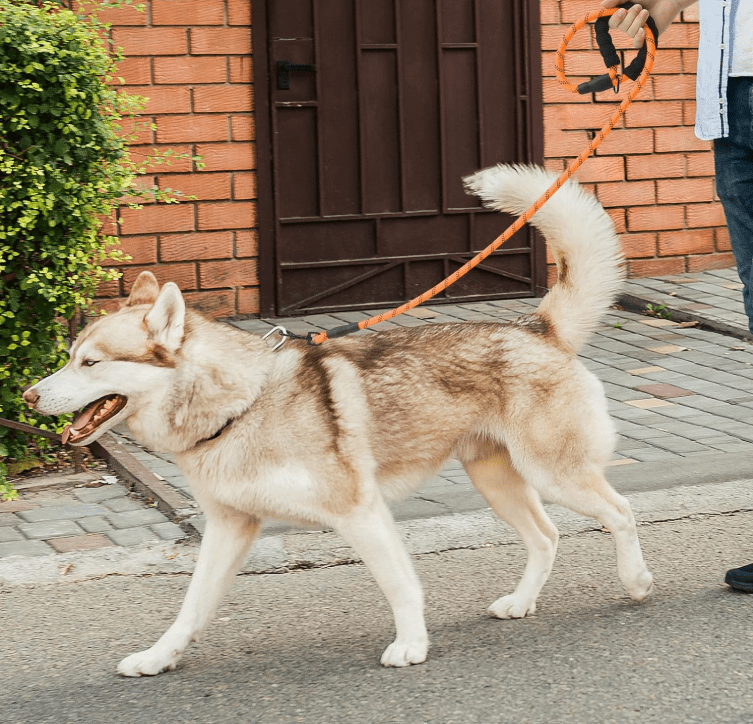 Laisse pour chien - StrongLeash™ - Orange - Mr Chien