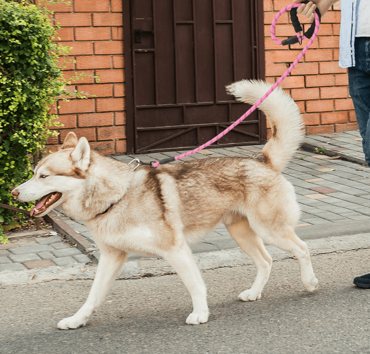 Laisse pour chien - StrongLeash™ - Rose - Mr Chien