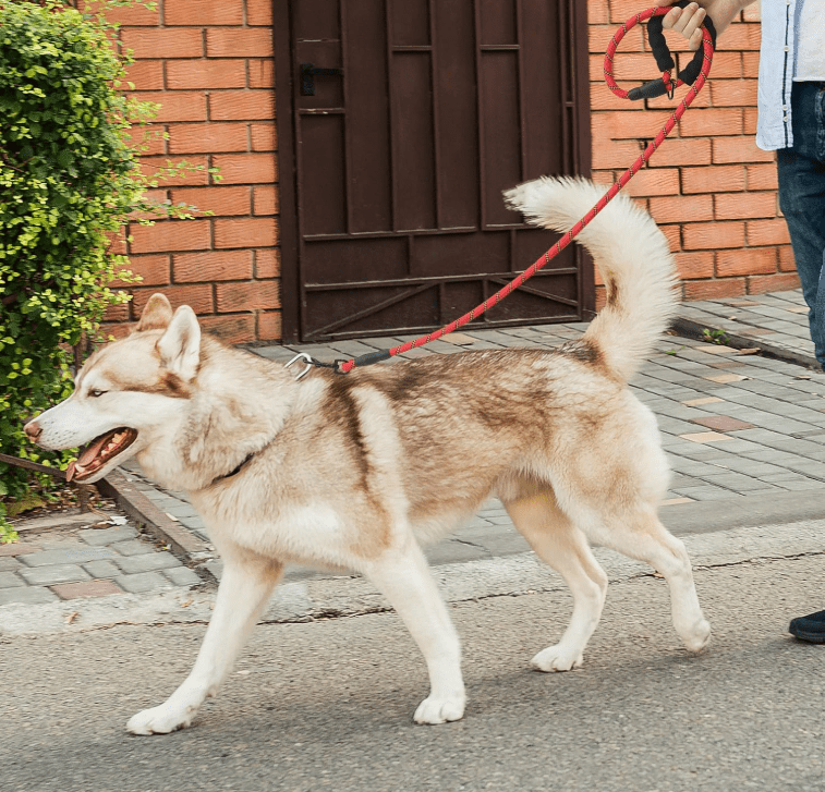 Laisse pour chien - StrongLeash™ - Rouge - Mr Chien