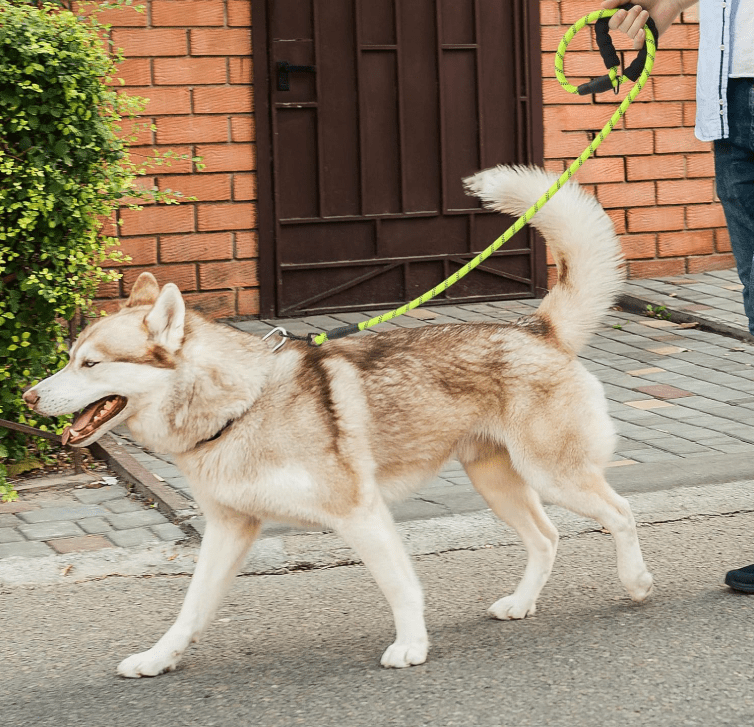 Laisse pour chien - StrongLeash™ - Vert - Mr Chien