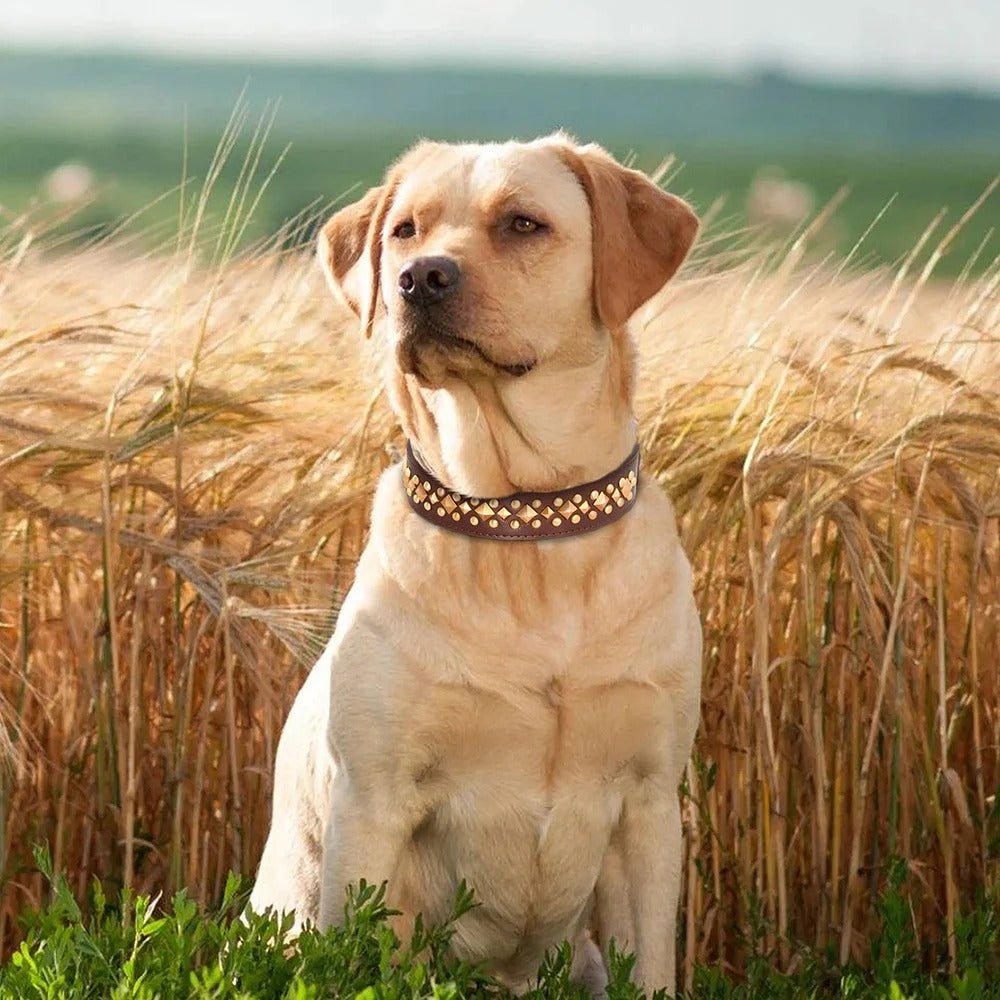 Collier pour chien - NoBite™ - Marron - Mr Chien
